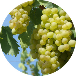 Silvaner Von BerndH - Eigenes Werk, CC BY-SA 3.0, https://commons.wikimedia.org/w/index.php?curid=21201850
